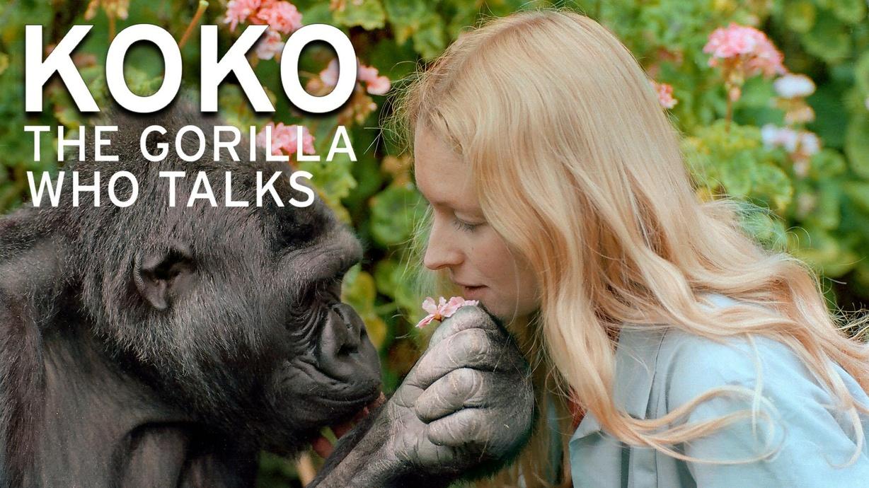 Koko The Gorilla Who Talks Watch on PBS Wisconsin