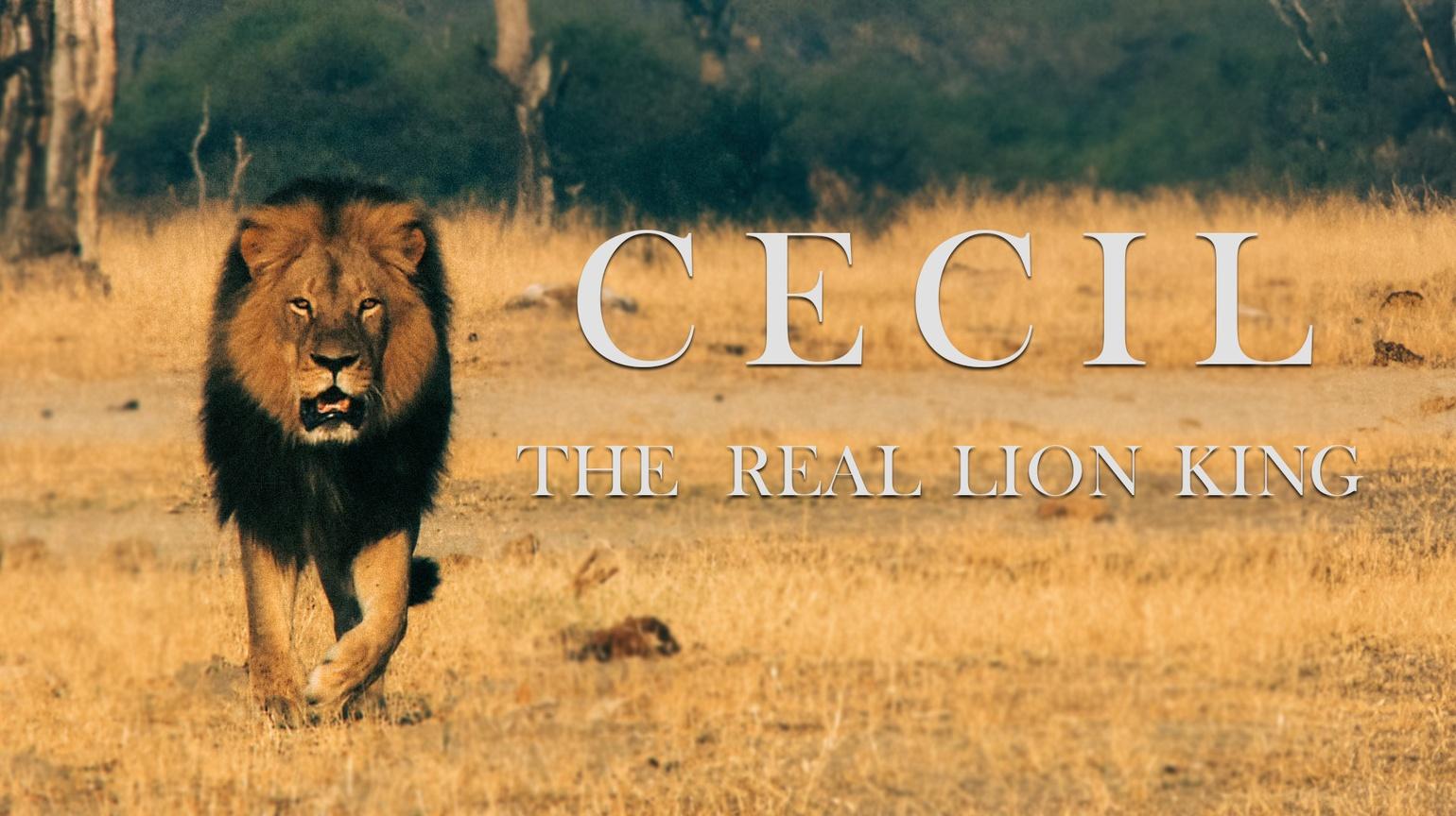 Cecil, The Real Lion King | Watch on PBS Wisconsin