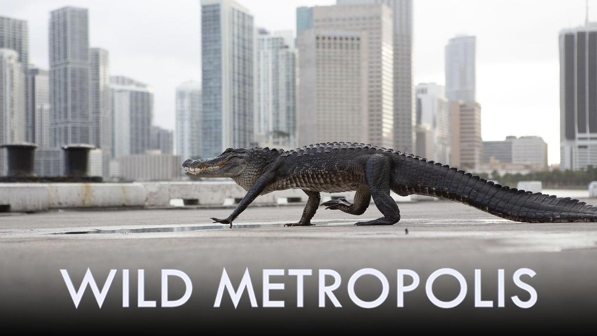 Wild Metropolis