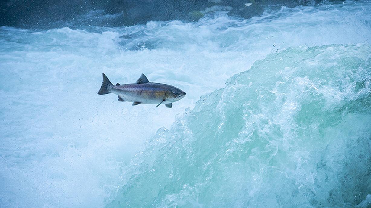 The Lost Salmon