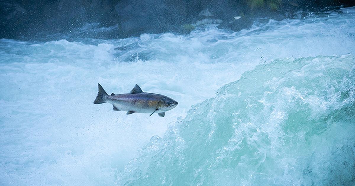 The lost salmon pbs
