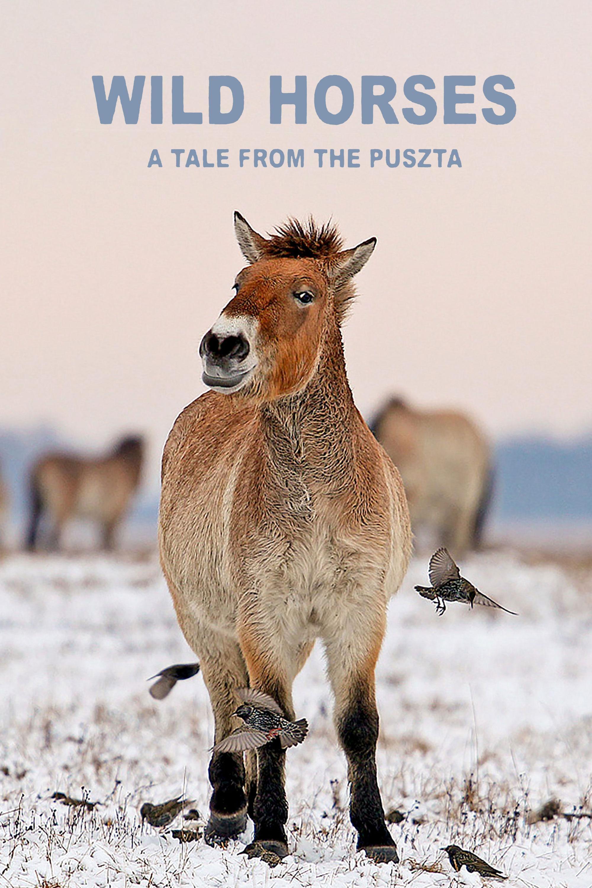 Wild Horses - A Tale From the Puszta | PBS