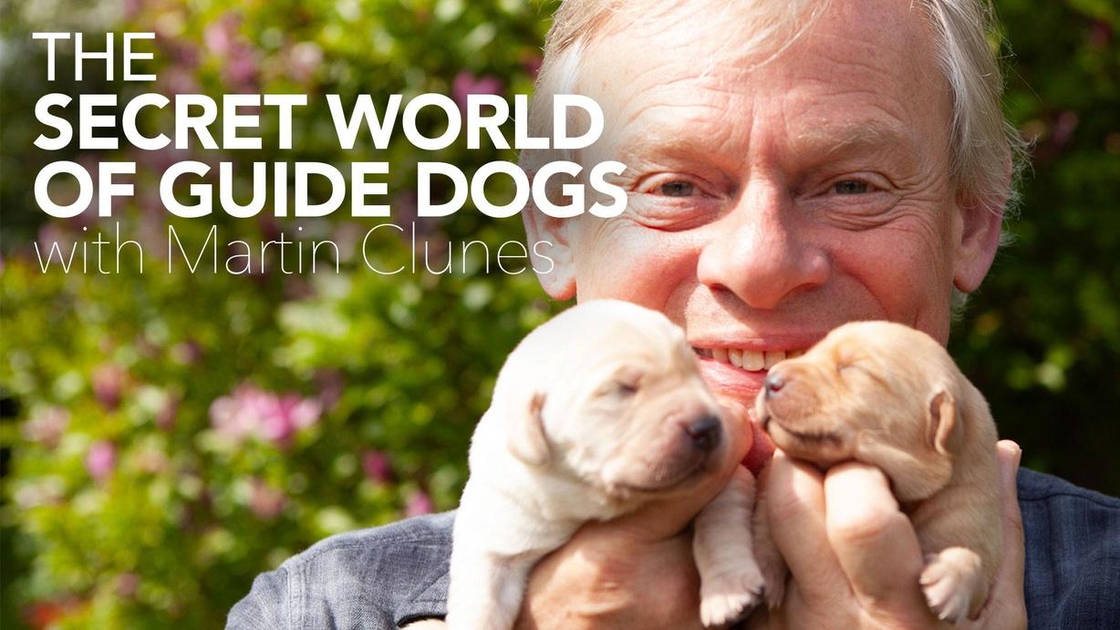 The Secret World of Guide Dogs with Martin Clunes