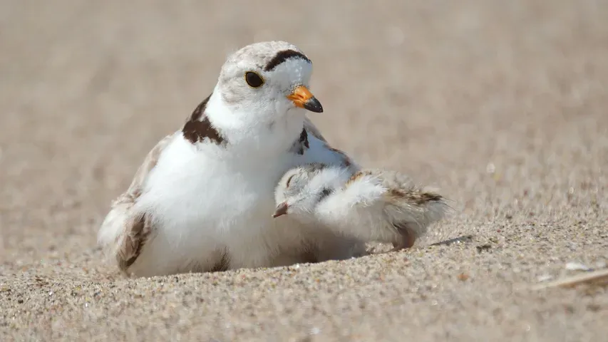 The Piping Plovers of Moonlight Bay