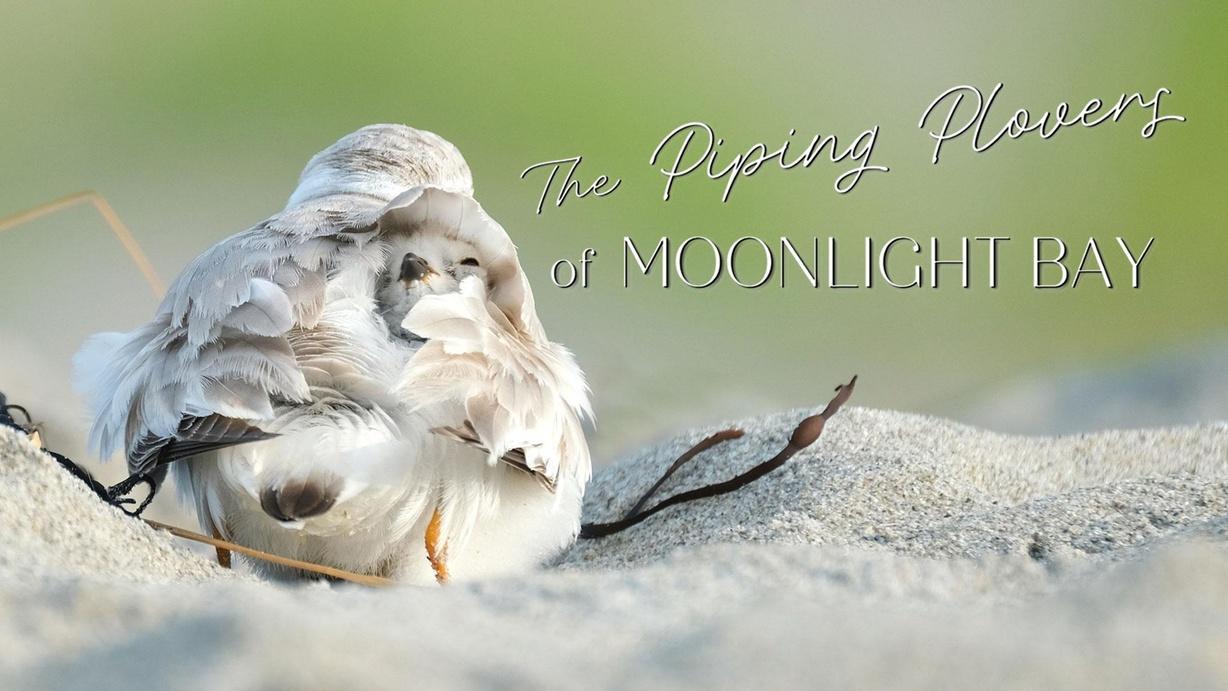 The Piping Plovers of Moonlight Bay