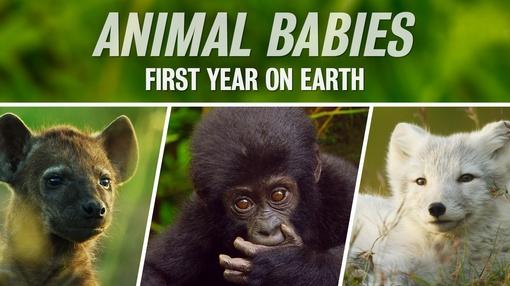 Animal Babies: First Year on Earth | New Frontiers
