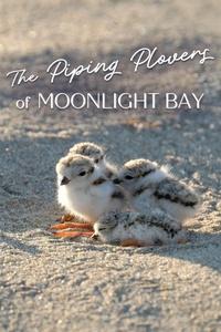 The Piping Plovers of Moonlight Bay | The Piping Plovers of Moonlight Bay