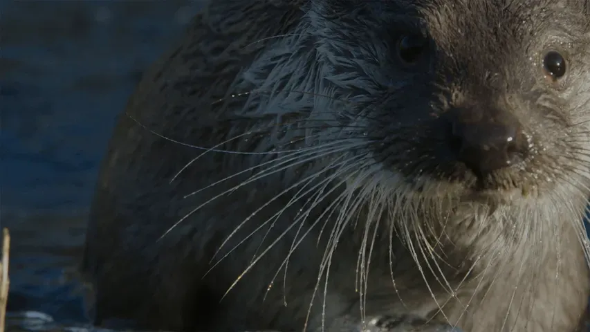 The Otter: Return of a Legend