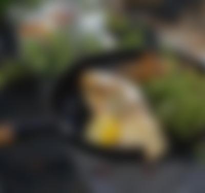 New Scandinavian Cooking