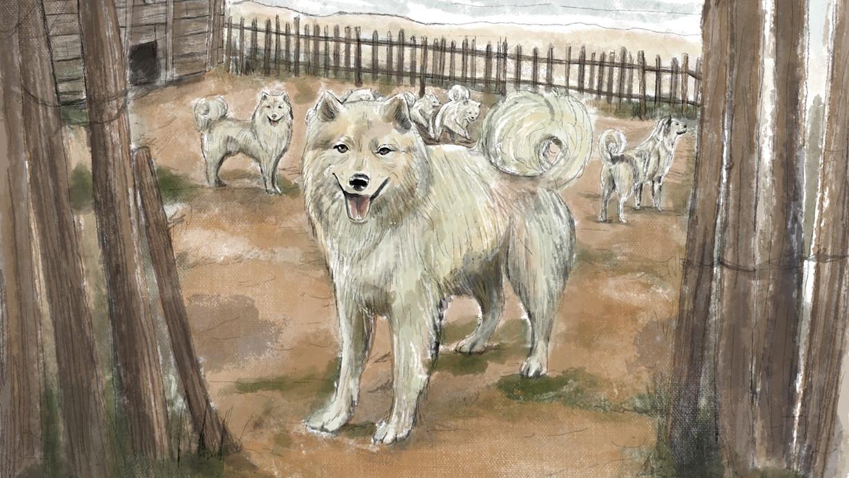 Threads That Bind: The Story of the Pacific Northwest Woolly Dog