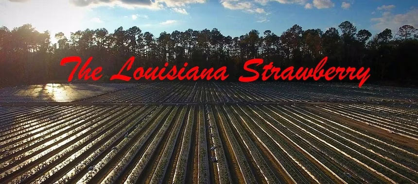 The Louisiana Strawberry