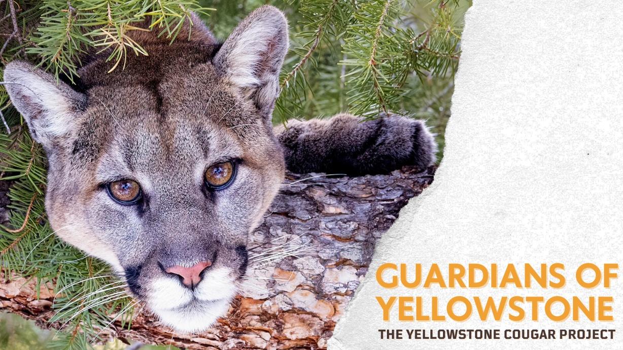 Guardians of Yellowstone: The Yellowstone Cougar Project
