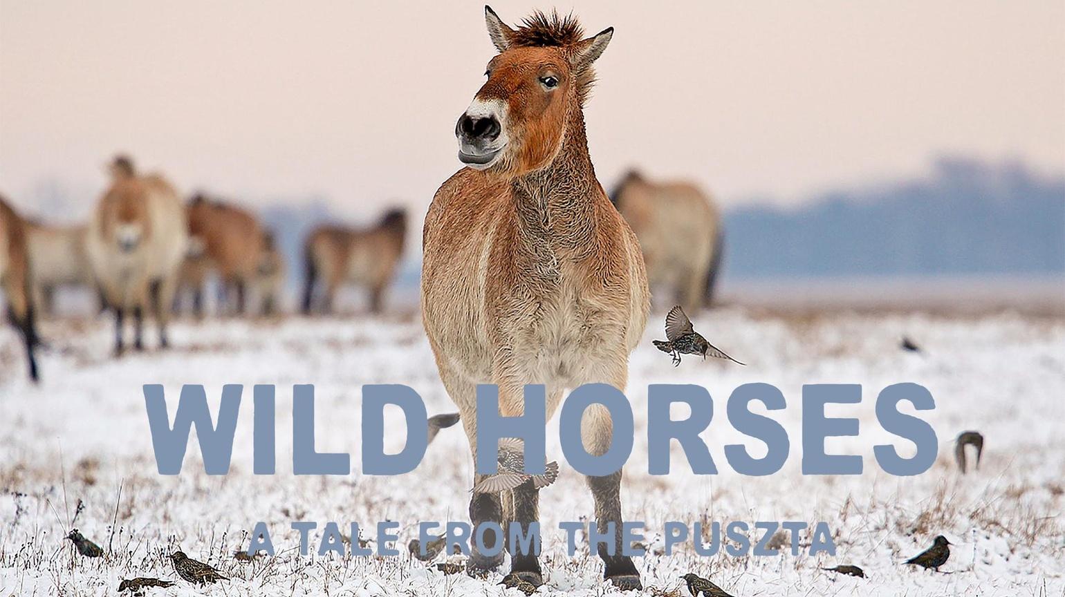 Wild Horses - A Tale From the Puszta | Watch on PBS Wisconsin