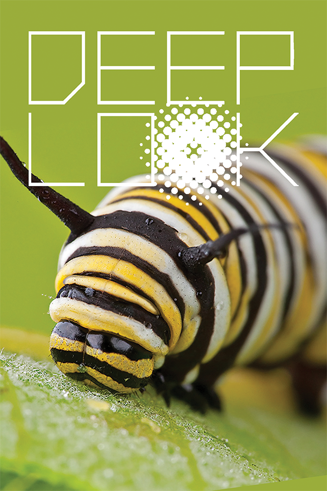 Deep Look show's poster