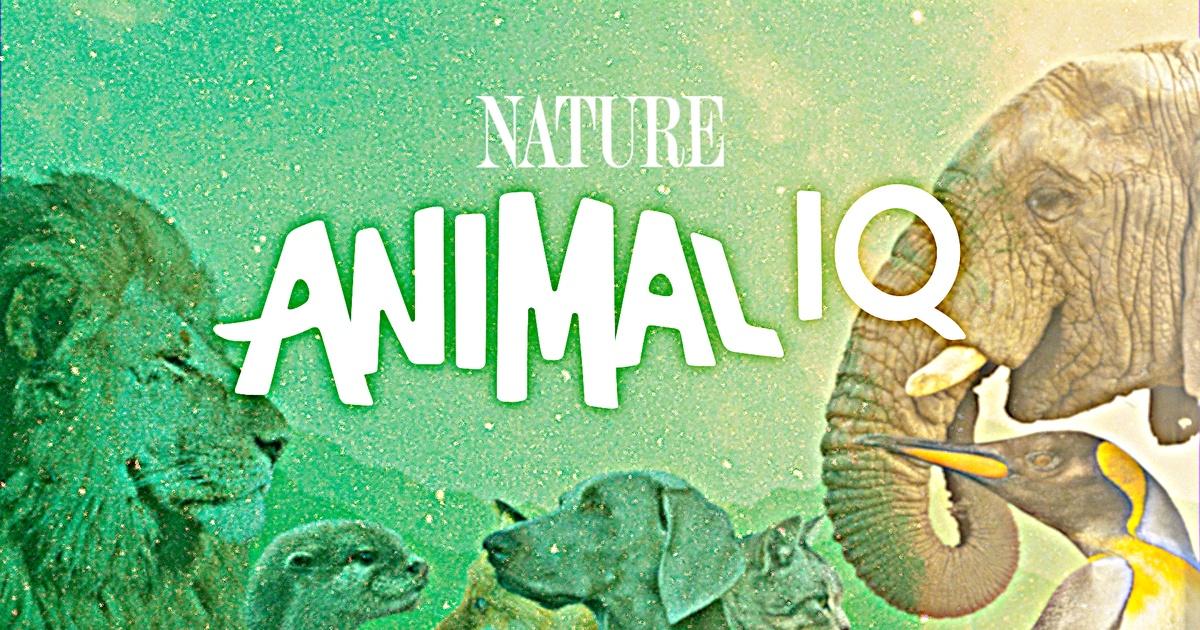 Animal IQ | PBS
