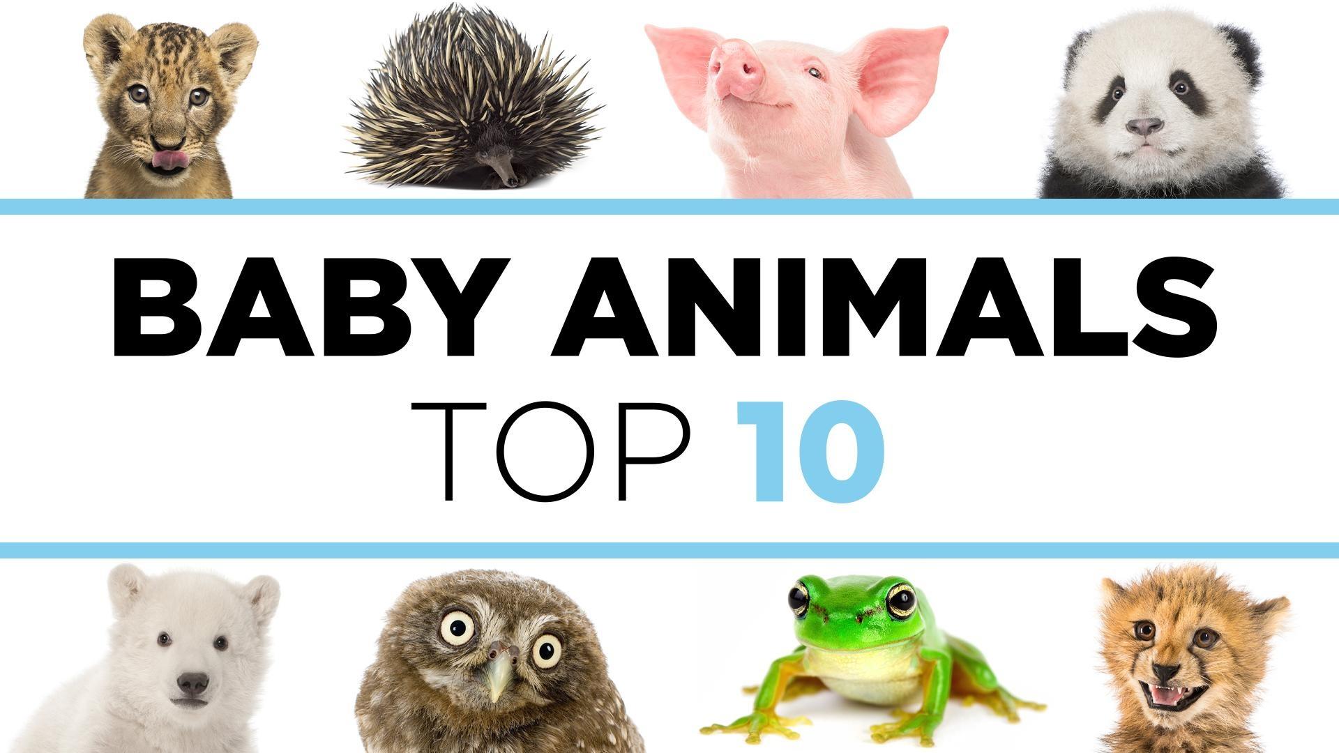 Baby Animals: The Top 10