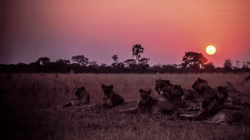 Cecil, The Real Lion King