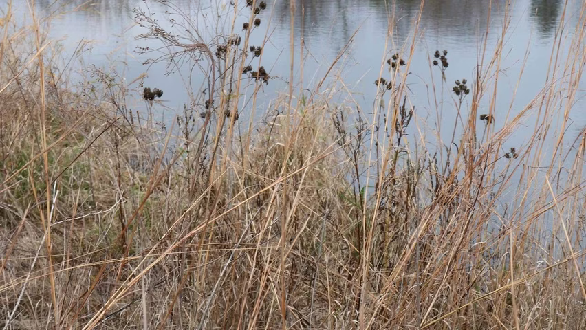 By Nature’s Design: Exploring Our Native Wildlife