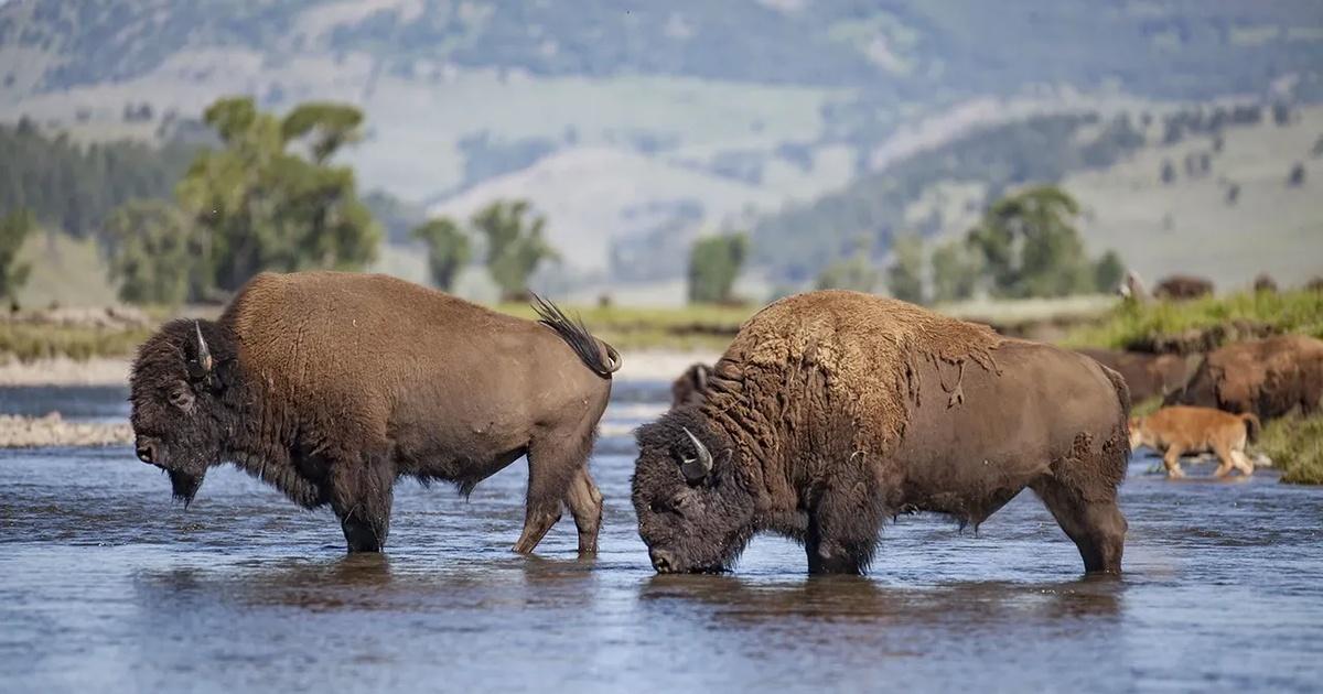 The American Buffalo - PBS