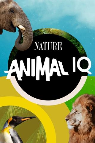 Poster image for Animal IQ