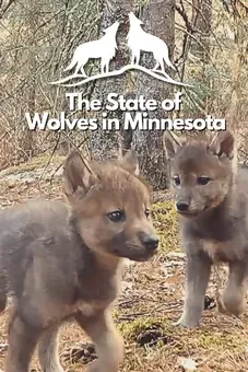 The State of Wolves in Minnesota