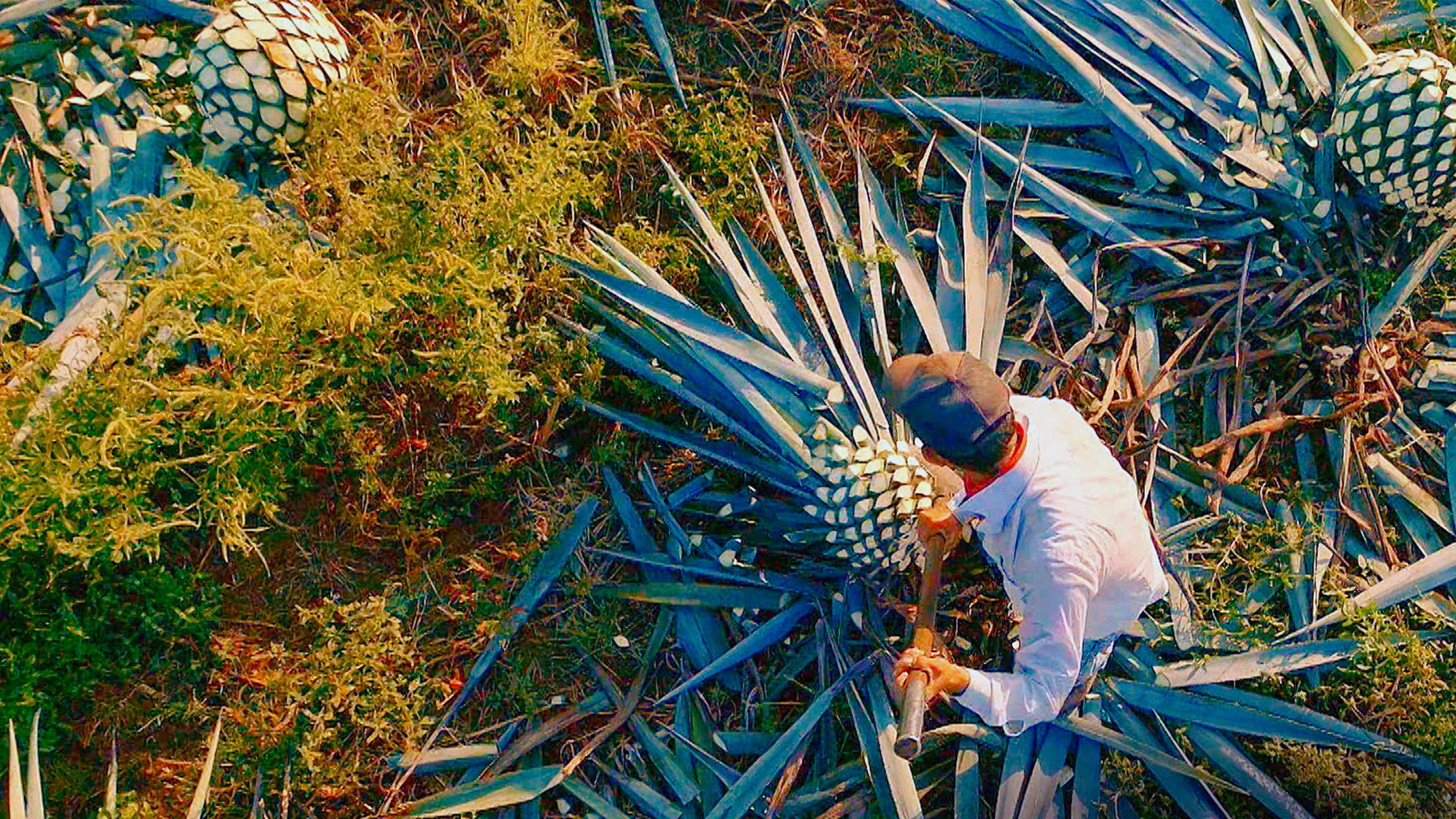 Tequila | PBS