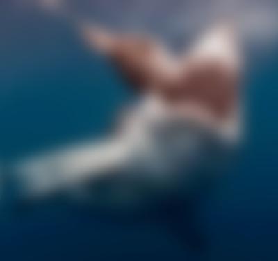The Search for the Ocean's Super Predator