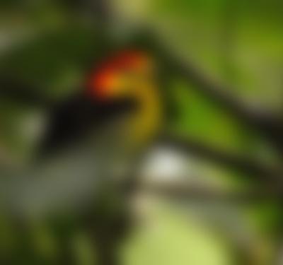 Colombia - Wild and Free