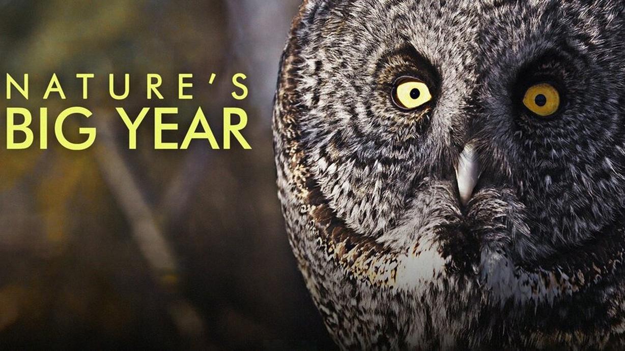 Nature's Big Year