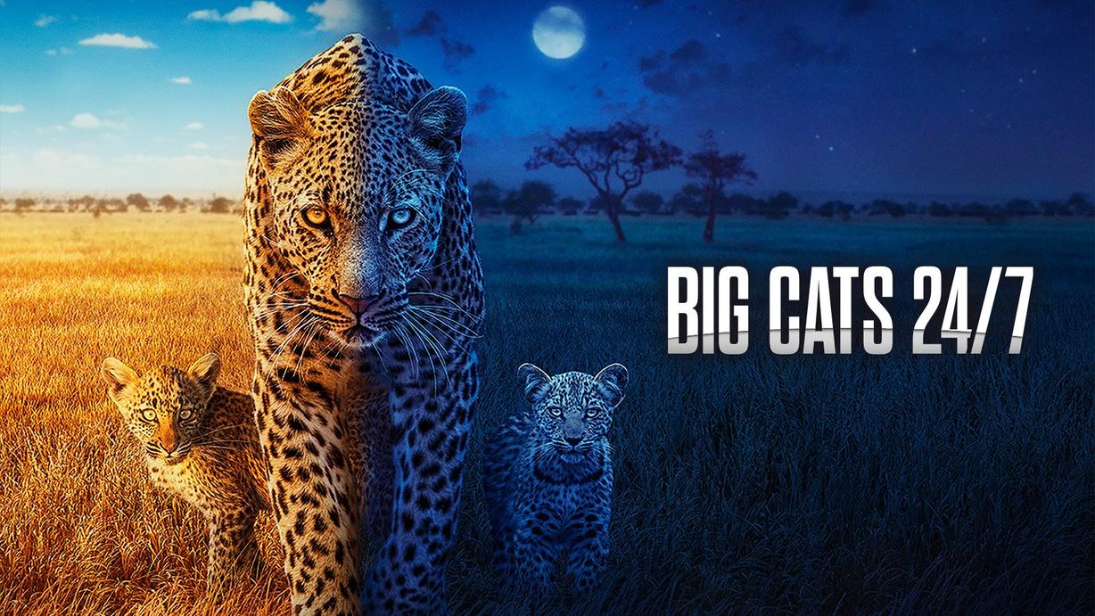 Big Cats 24/7