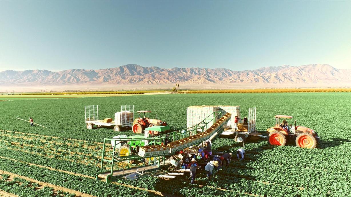 The Green Desert
