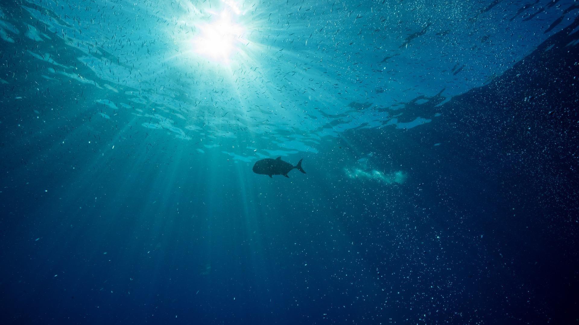 Hope in the Water The Fish In The Sea Episode PBS