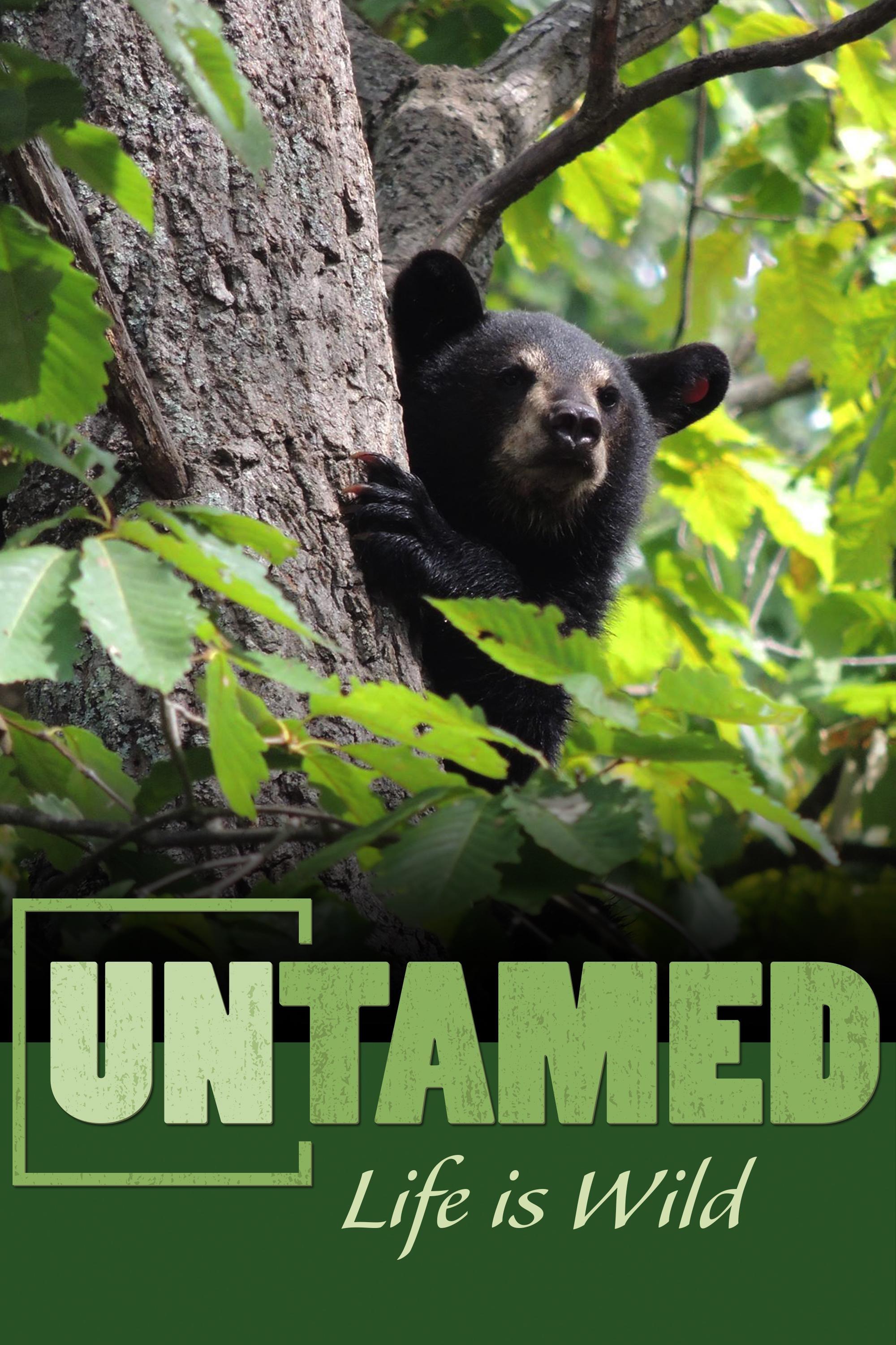 Untamed show's poster