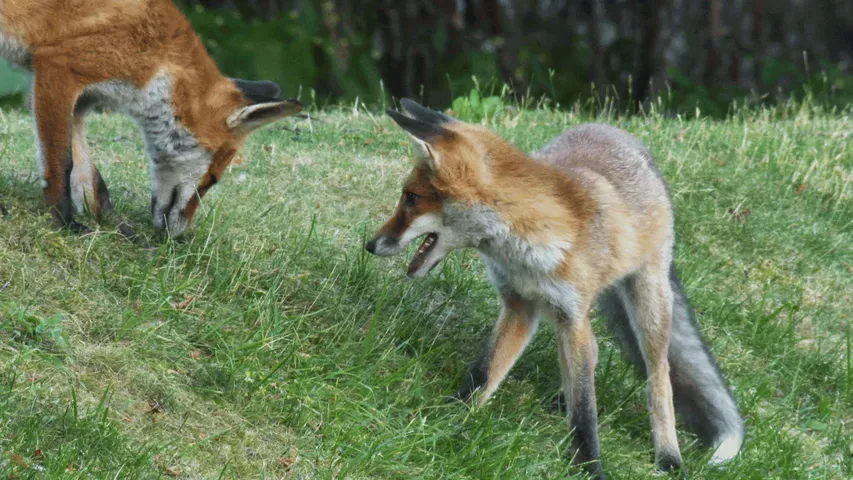 Nature's Cleanup Crew