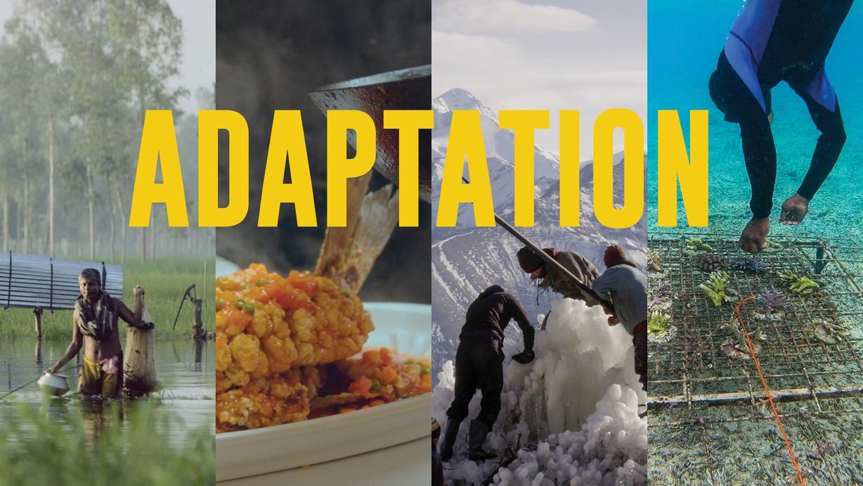Adaptation