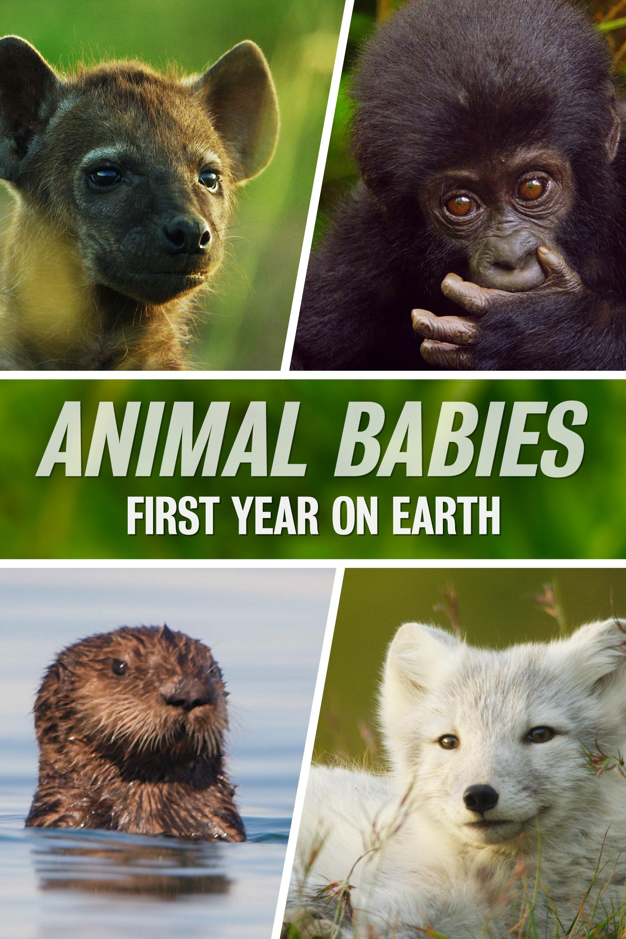 Animal Babies: First Year on Earth show's poster