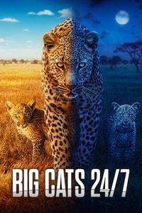 Big Cats 24/7 | The Rogue Boys