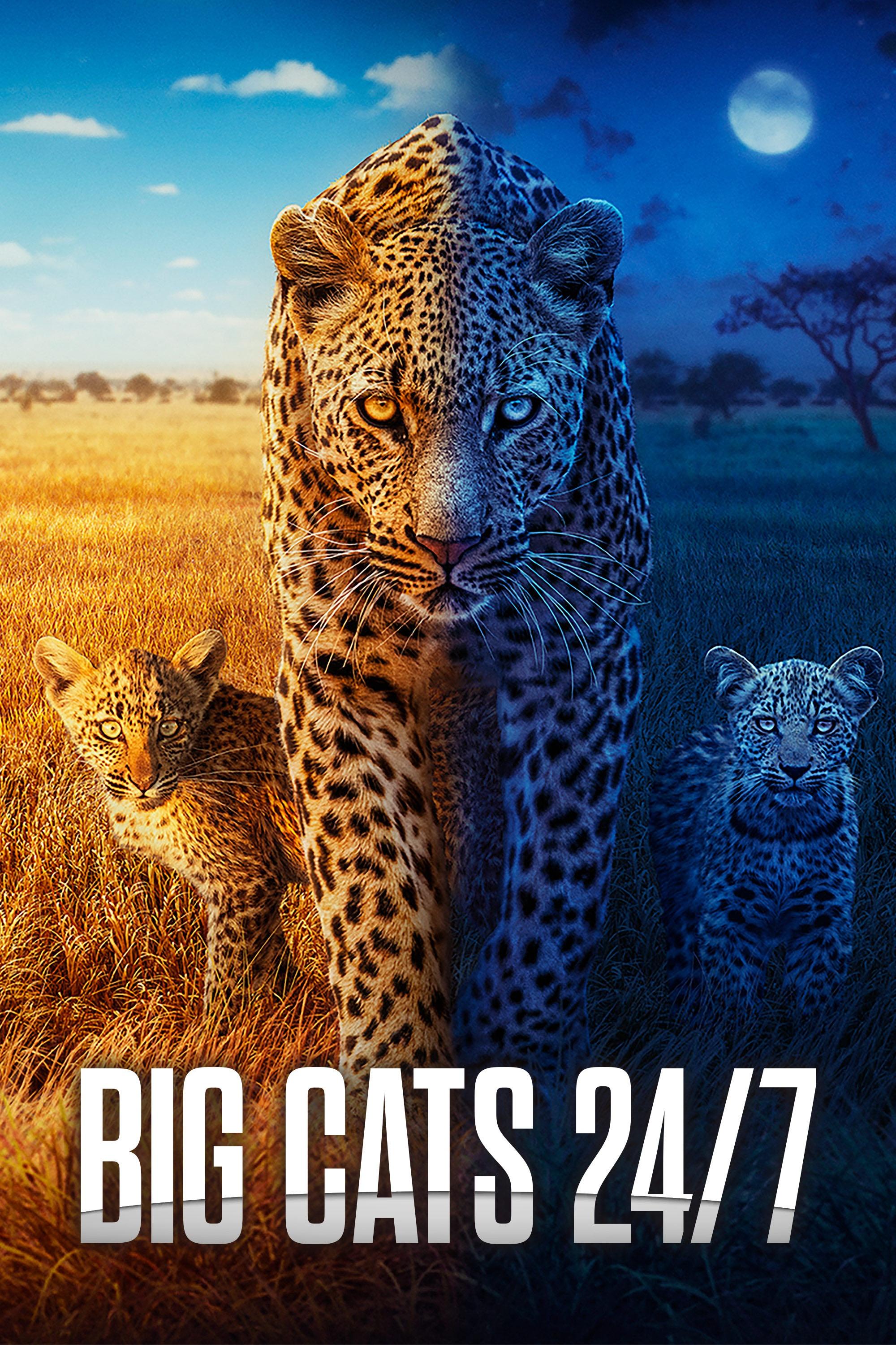 Big Cats 24/7 show's poster