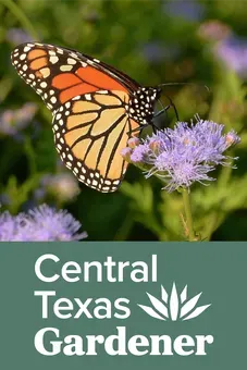 Central Texas Gardener