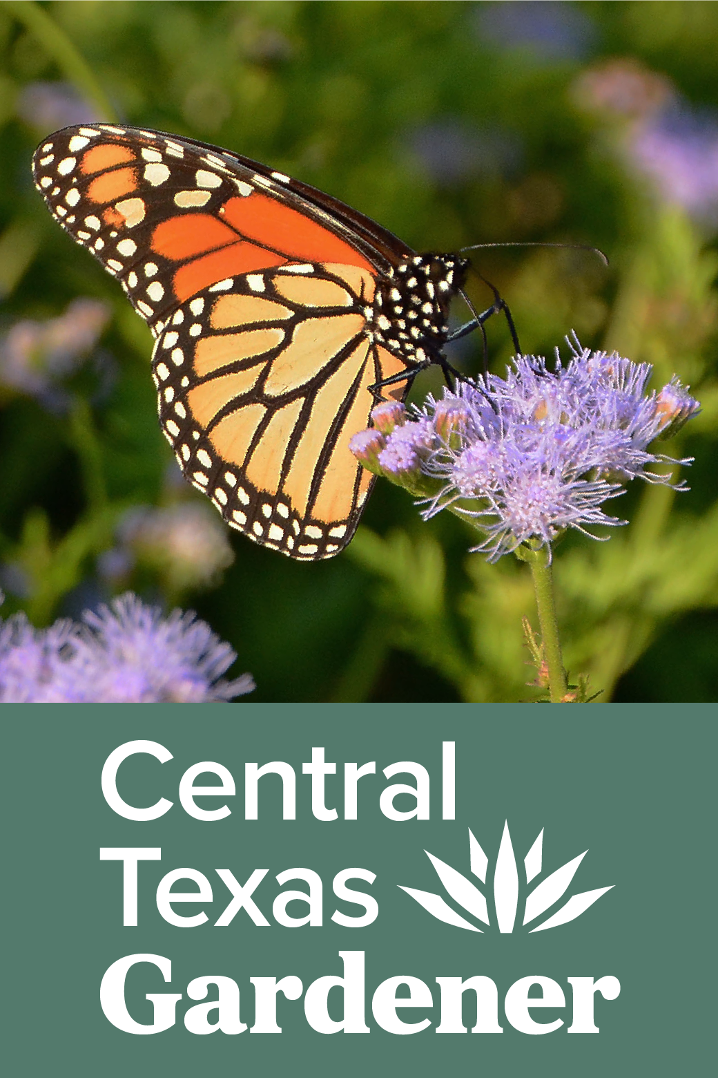 Central Texas Gardener show's poster
