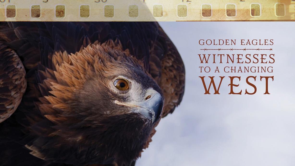 Golden Eagles: Witnesses to a Changing West