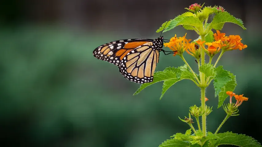 Oklahoma Gardening