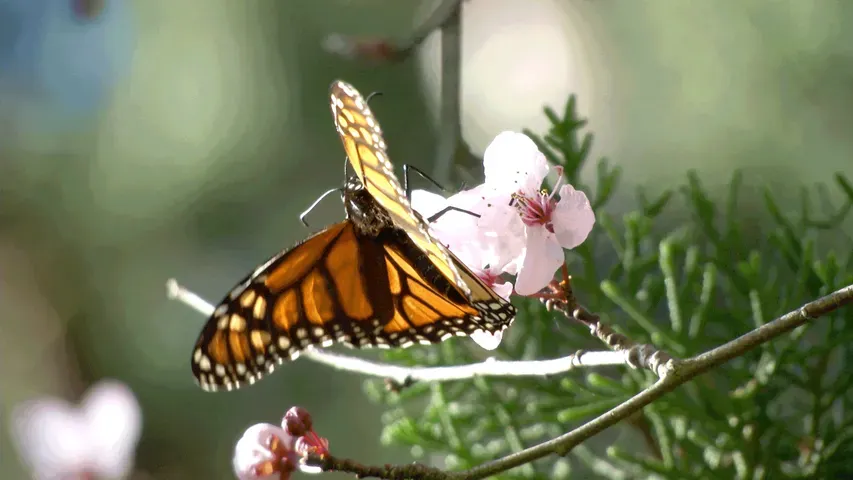 Butterfly Town, USA