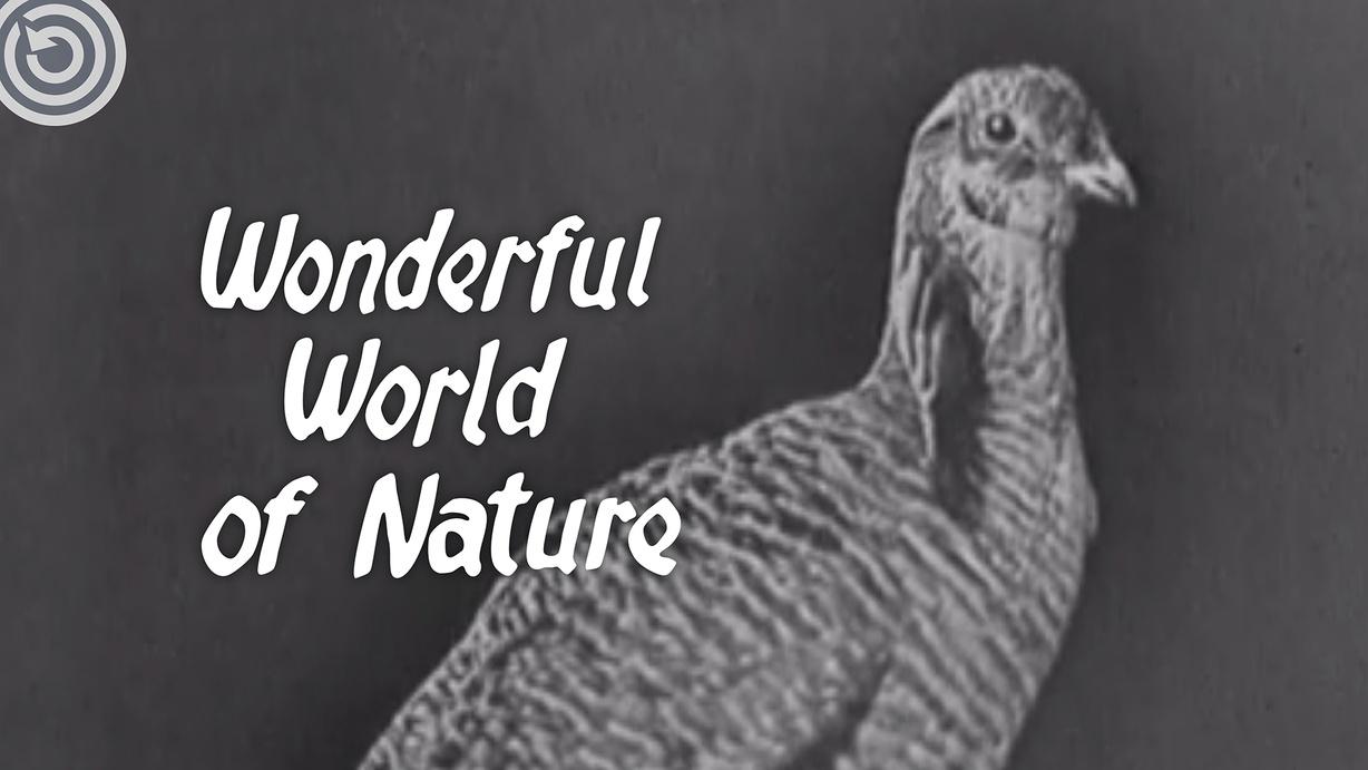 Wonderful World of Nature
