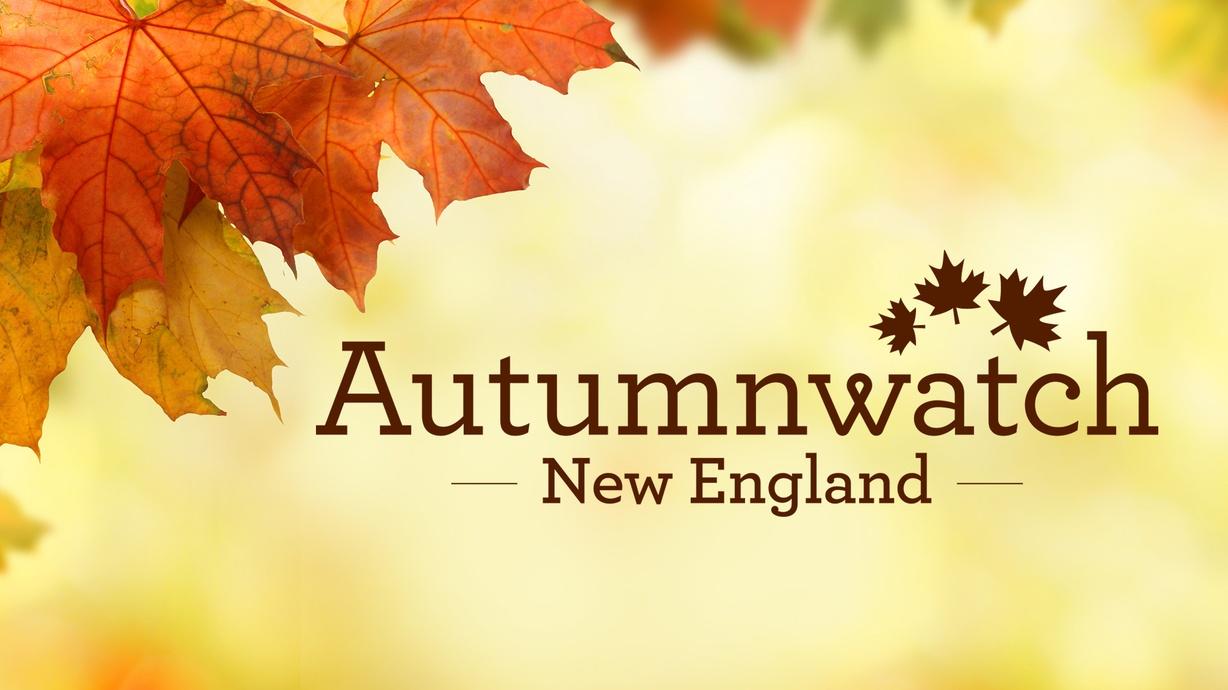 Autumnwatch New England Watch on PBS Wisconsin