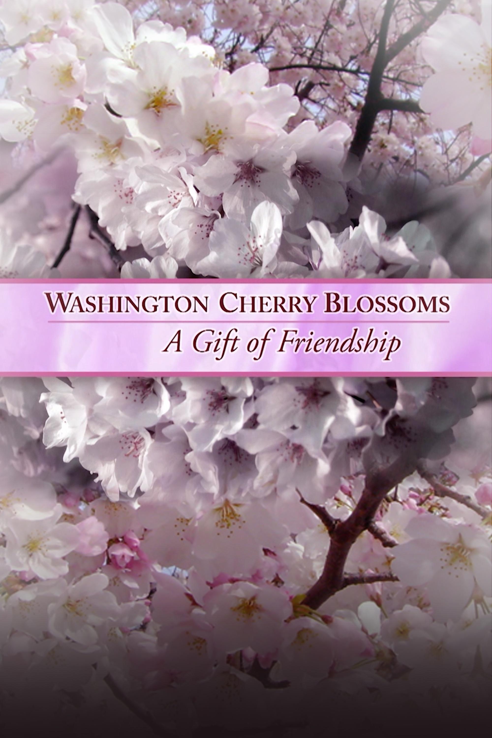 cherry blossoms washington wizards｜TikTok Search