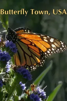 Butterfly Town, USA