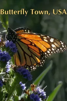 Butterfly Town, USA