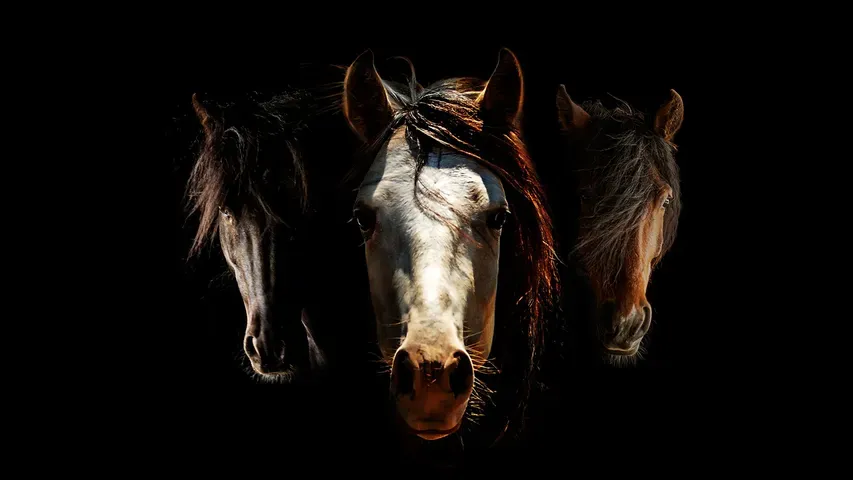 The Mustangs: America's Wild Horses