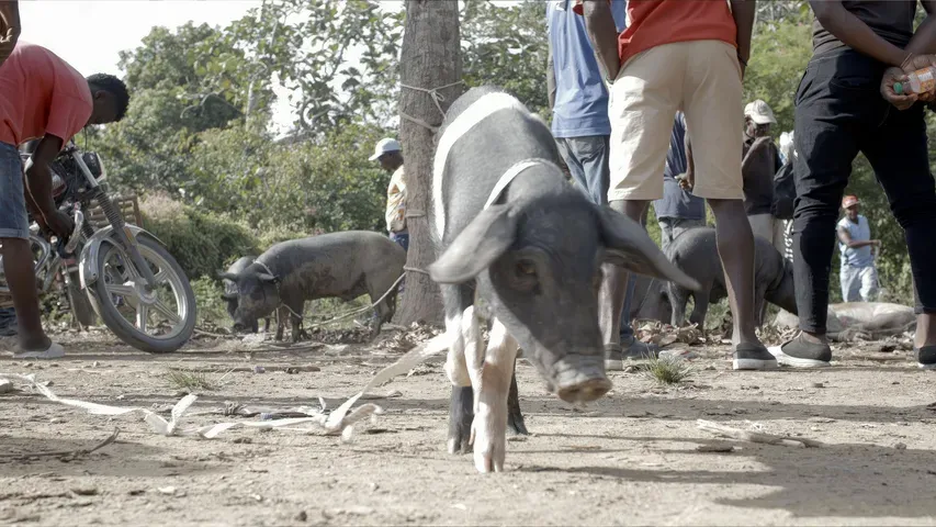 The Creole Pig: Haiti's Great Loss